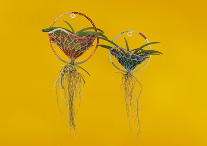 多種多様のランを販売するteamLab Flower Shopから新たな商品が登場