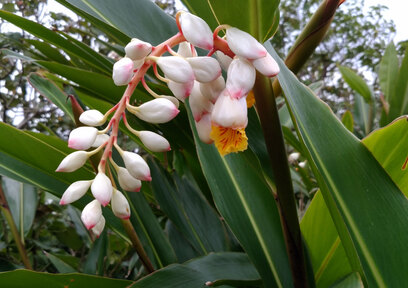 沖縄の命の薬「月桃葉」、原産地の沖縄での月桃の使い方