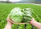 現役ファーマーが教える野菜の選び方と保存法（レタス編）