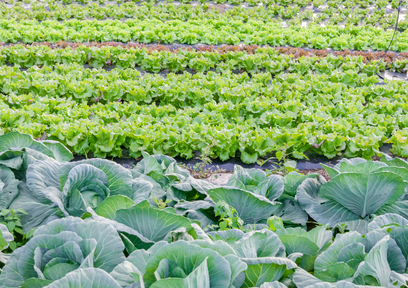 経験と勘に頼らない農業へ！NARO生育・収量予測ツールの事例紹介