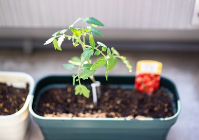 現役ファーマーが教える9-10月から家庭菜園する場合におすすめの野菜
