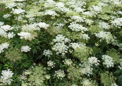 トウキエキスの美容成分を解説!美白もシミもめぐりでケア