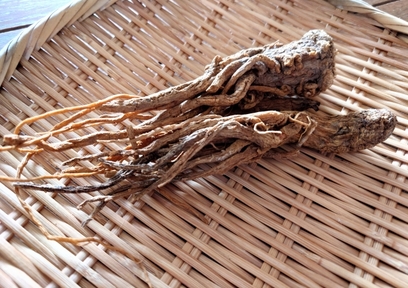 美白も保湿も叶える！トウキエキスを配合したコスメ4選