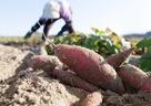 寒暖差でサツマイモが甘くなる？天気を味方につける暮らしの知恵