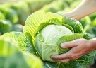 現役ファーマーが教える野菜の食べ方と選び方（キャベツ編）