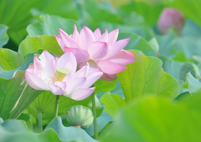 美容分野で注目のロータス（蓮）を使ったロータススキンケアを紹介