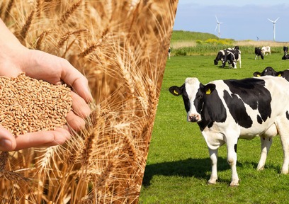 農業と酪農はどうつながっている？循環型農業をわかりやすく解説