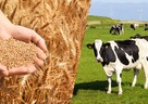 農業と酪農はどうつながっている？循環型農業をわかりやすく解説