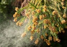 花粉による目や鼻の不快感をを和らげる素材とは？