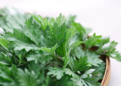 初夏の野草「よもぎ」は草餅以外にもヨモギは使われる？