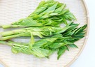 明日葉の育て方。家庭菜園やプランターで育てるコツ