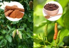 癌組織では間質圧が高くなりゴースト血管に…。血管構造を維持する植物エキスの重要性