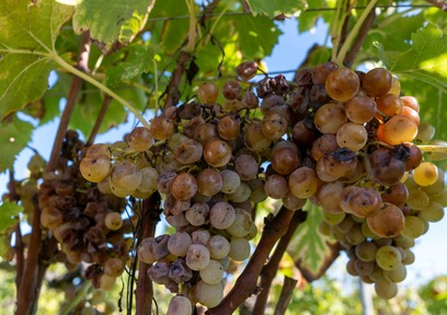 貴腐ワインの「貴腐」とは何?カビから生まれる甘口ワイン