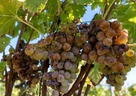 貴腐ワインの「貴腐」とは何？カビから生まれる甘口ワイン