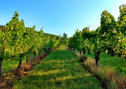 ワインの豆知識